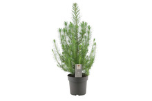 Sølvpinje 'Pinus pinea silvercrest' 17 cm potte